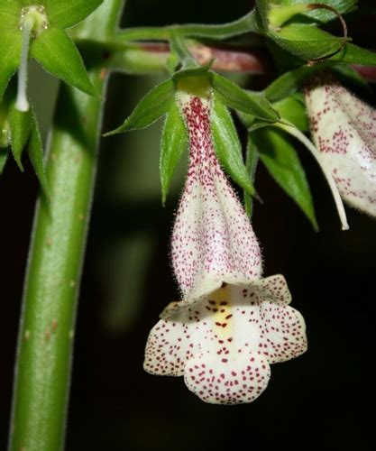 Sinningia gesneriifolia | PLANT COLLECTOR SEED