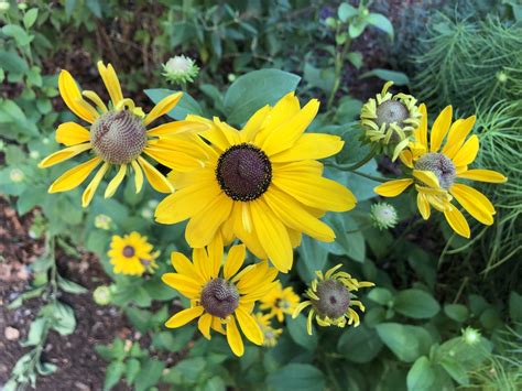 Rudbeckia hirta (Black Eyed Susan, Black-eyed Susan, Gloriosa Daisy ...