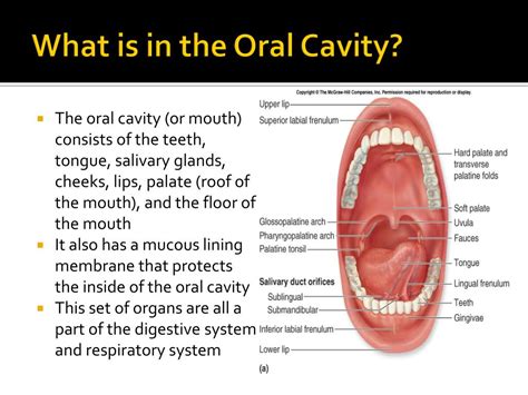 Mouth Cavity Anatomy