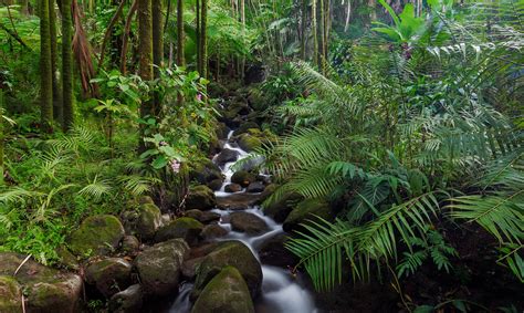 Scientists discover 308-million-year-old tropical forest in the Arctic