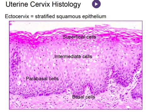 Endocervix Histology