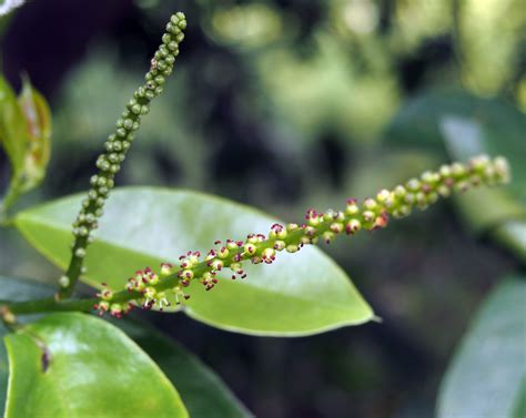 Antidesma bunius (L.) Spreng. | Plants of the World Online | Kew Science