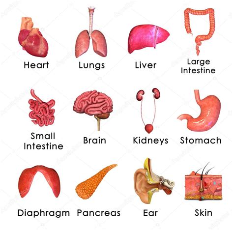 Human Organs — Stock Photo © sciencepics #67678989