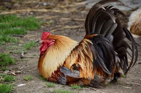 Red Junglefowl - Meet the Ancestor of the Domestic Chicken (Photos)