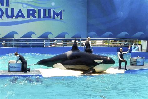 Lolita, popular Miami Seaquarium orca, dies ahead of planned release to ...