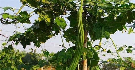 What is ridge gourd (turai)? benefits and nutrition - Beat Diabetes