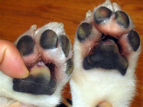 cat broken paw symptoms - Kenyetta Cabrera