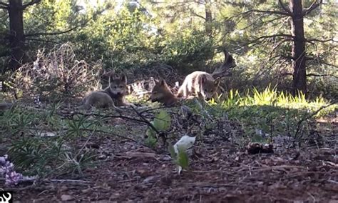 Adorable new wolf pups caught on video howling