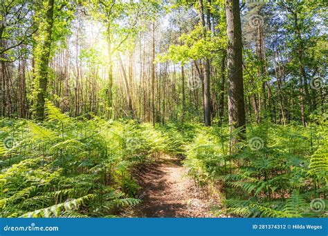 Sunny forest landscape stock photo. Image of growth - 281374312