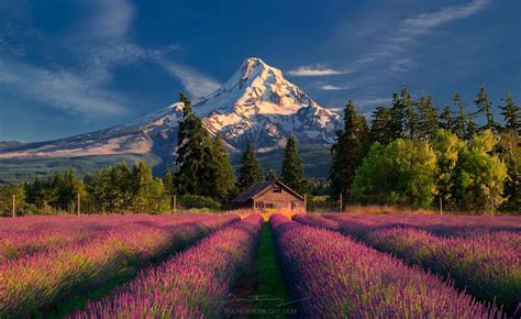 *🇺🇸 Lavender farm beneath snowy Mt Hood (Oregon) by Greg Boratyn 🌸 in 2020 | Travel photos ...