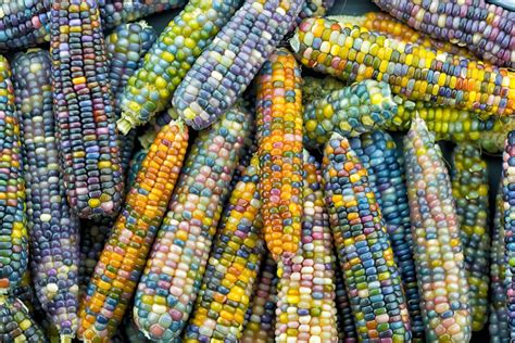 Taste the rainbow: What does rainbow corn taste like – Pretty Backyard
