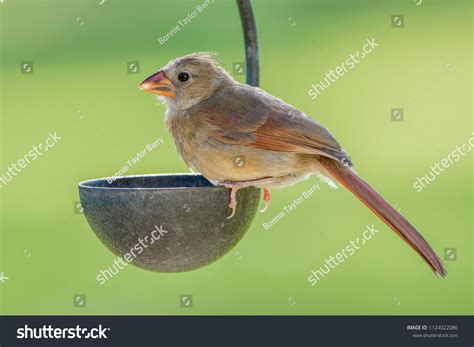 231 Cardinal Juvenile Images, Stock Photos & Vectors | Shutterstock