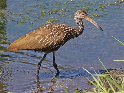 Limpkin photos and wallpapers. Collection of the Limpkin pictures