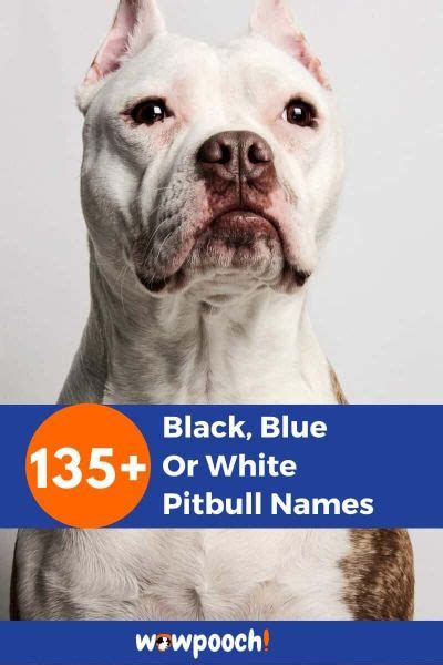 Amazing 135+ Black, Blue Or White Pitbull Names - WowPooch