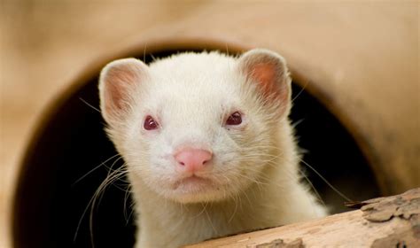 Albino Ferrets | Albino For Sale