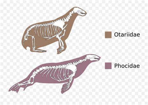 Otariidae Phocidae Comparative Anatomy - Seal Anatomy Emoji,Dinosaur Text Emoticon - free ...