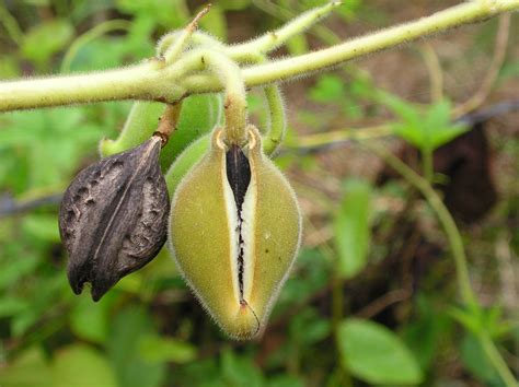 Martynia annua L -( The Tiger Claw plant) | Medicinal plants, Seed pods ...