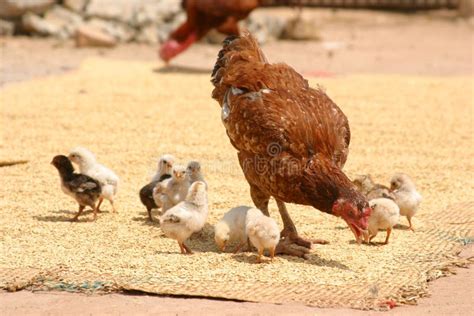 Mother hen and her chicks stock image. Image of pick, animal - 306073