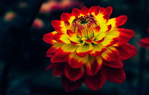 Dark Red Yellow Flowers Petals Wallpapers - Wallpaper Cave