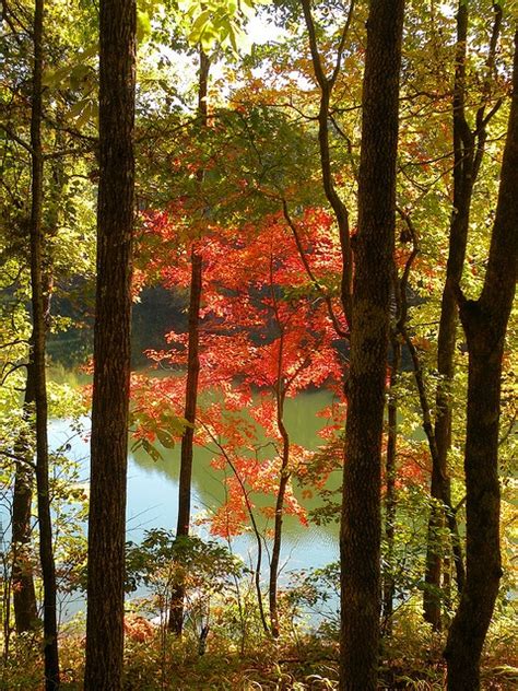 Autumn colors, Lake Rabun, GA | Smokey mountains, Fall colors, Scenery