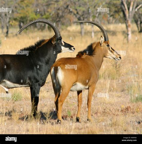 Two Giant Sable Antelope with Sable Antelope cow South Africa Stock ...