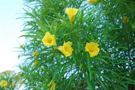 Thevetia Peruviana Yellow Oleander | Yellow Oleander Tree | Tree seeds