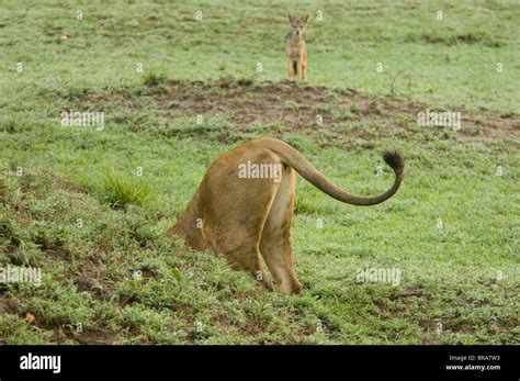 HUMOROUS IMAGE OF LION REAR END TAIL STICKING OUT FROM MOUND AS JACKAL ...