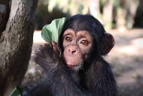 "Baby Chimp Rescue" is just as adorable as you expect, and surprisingly emotional as well ...