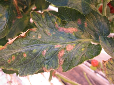 Tomato Powdery Mildew