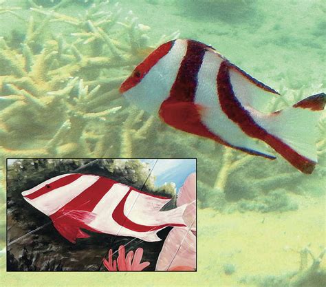 Mystery fish revealed as red emperor – Susan Scott