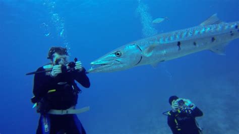 Barracuda Eats Lionfish-4K - YouTube