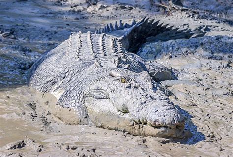 Jumping Crocodile Tour and Cruise from Darwin | Top Oz Tours