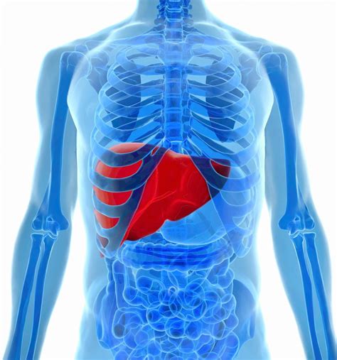 Show Location Of The Liver In The Human Body