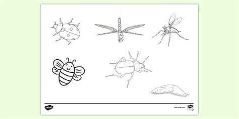 Insects Colouring | Colouring Sheets (Teacher-Made) - Twinkl