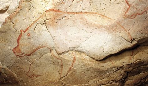 L'orso raffigurato con un rapido contorno d'ocra su una parete della grotta di Chauvet: nel sito ...