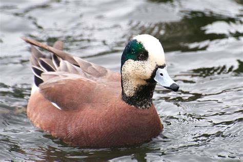 NW Bird Blog: American Wigeon - "White Cheeked"