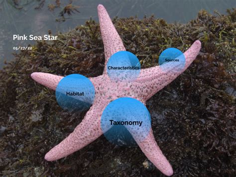 Pink Sea Star by Emily Barnett on Prezi