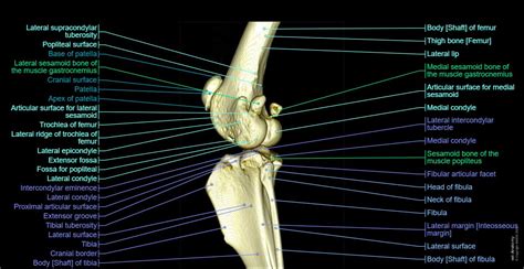 Stifle joint anatomy of the dog on MRI - normal anatomy | vet-Anatomy