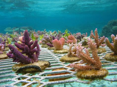 Coral Vita Plans To Restore The World's Coral Reefs With Land-Based "Farms" Kids News Article
