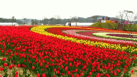 Best Flower Garden In Seoul | Best Flower Site