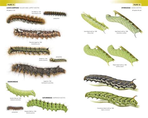 Field Guide to the Caterpillars of Great Britain and Ireland from Summerfield Books