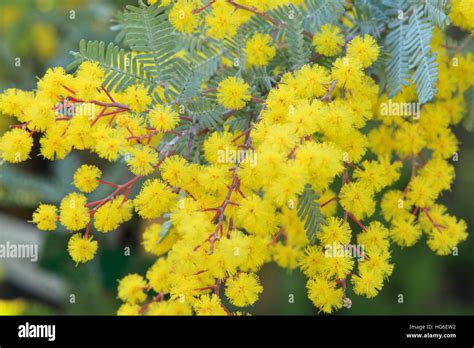 Cootamundra Wattle, Acacia baileyana 'Purpurea' Stock Photo - Alamy