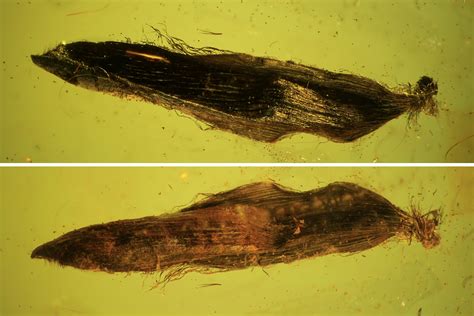 8mm Fossil Plant Leaf (Gymnosperm) In Baltic Amber (#102721) For Sale ...