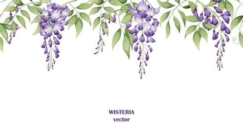 Wisteria Vector Art, Icons, and Graphics for Free Download