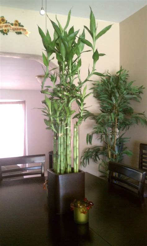 lucky bamboo home decor - Google Search | Lucky bamboo plants, Indoor ...