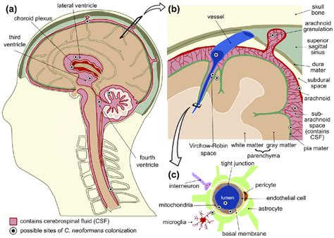 Parenchyma Brain