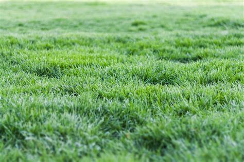 1000+ Beautiful Grass Field Photos · Pexels · Free Stock Photos