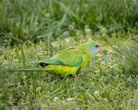 Superb Parrot - female, feeding