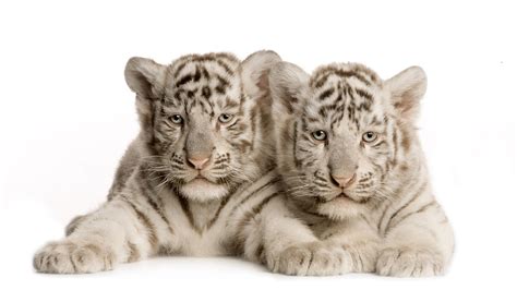 White Tiger Cubs Wallpapers Images Photos Pictures Backgrounds