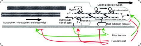 A schematic model of growth cone navigation. Actin polymerisation... | Download Scientific Diagram